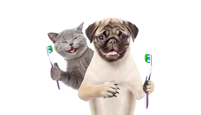 Dental Health For Furry Friends - Simple Ways To Maintain Your Pet's Pearly Whites